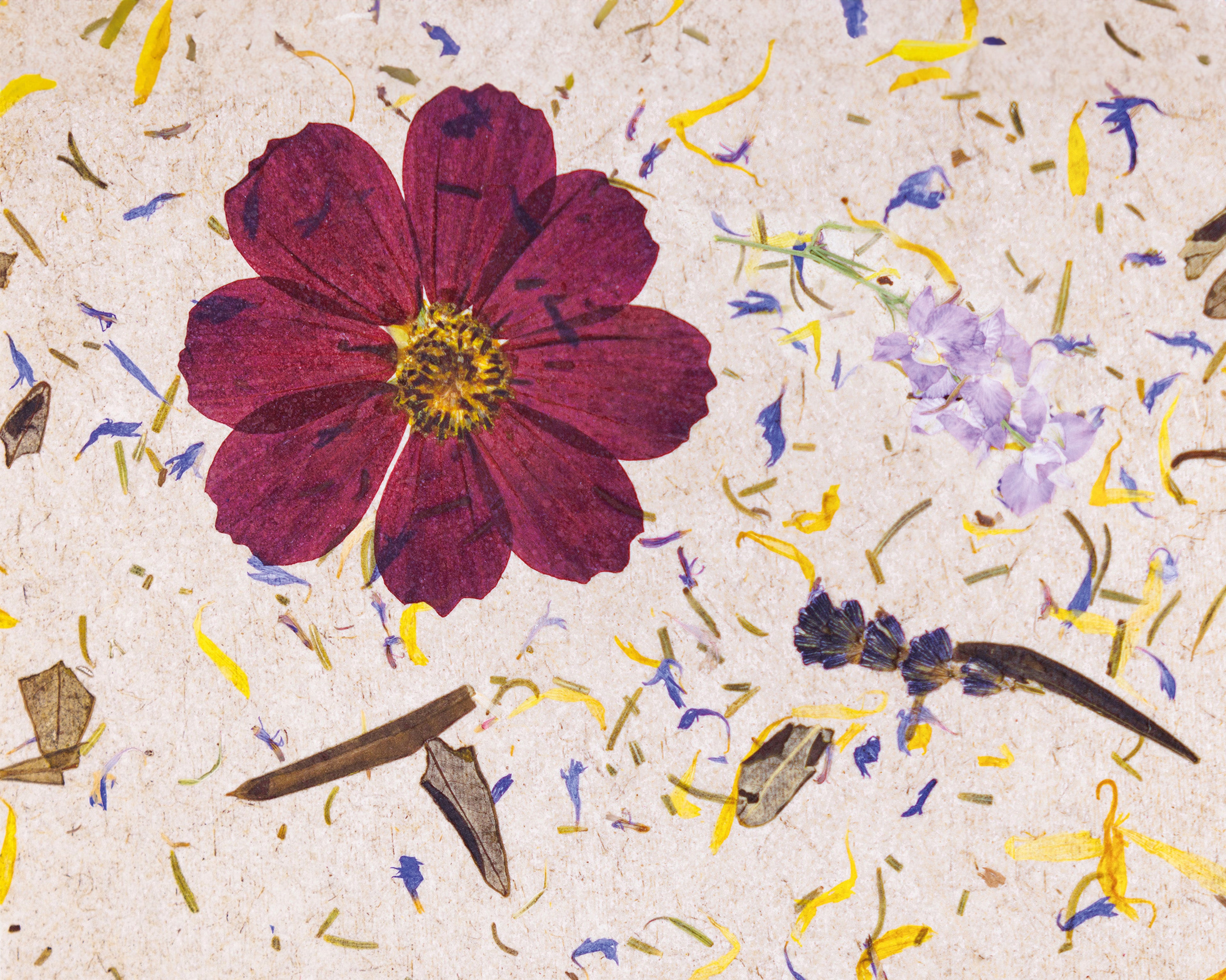 ORGANOID - SEIZE THE DAY