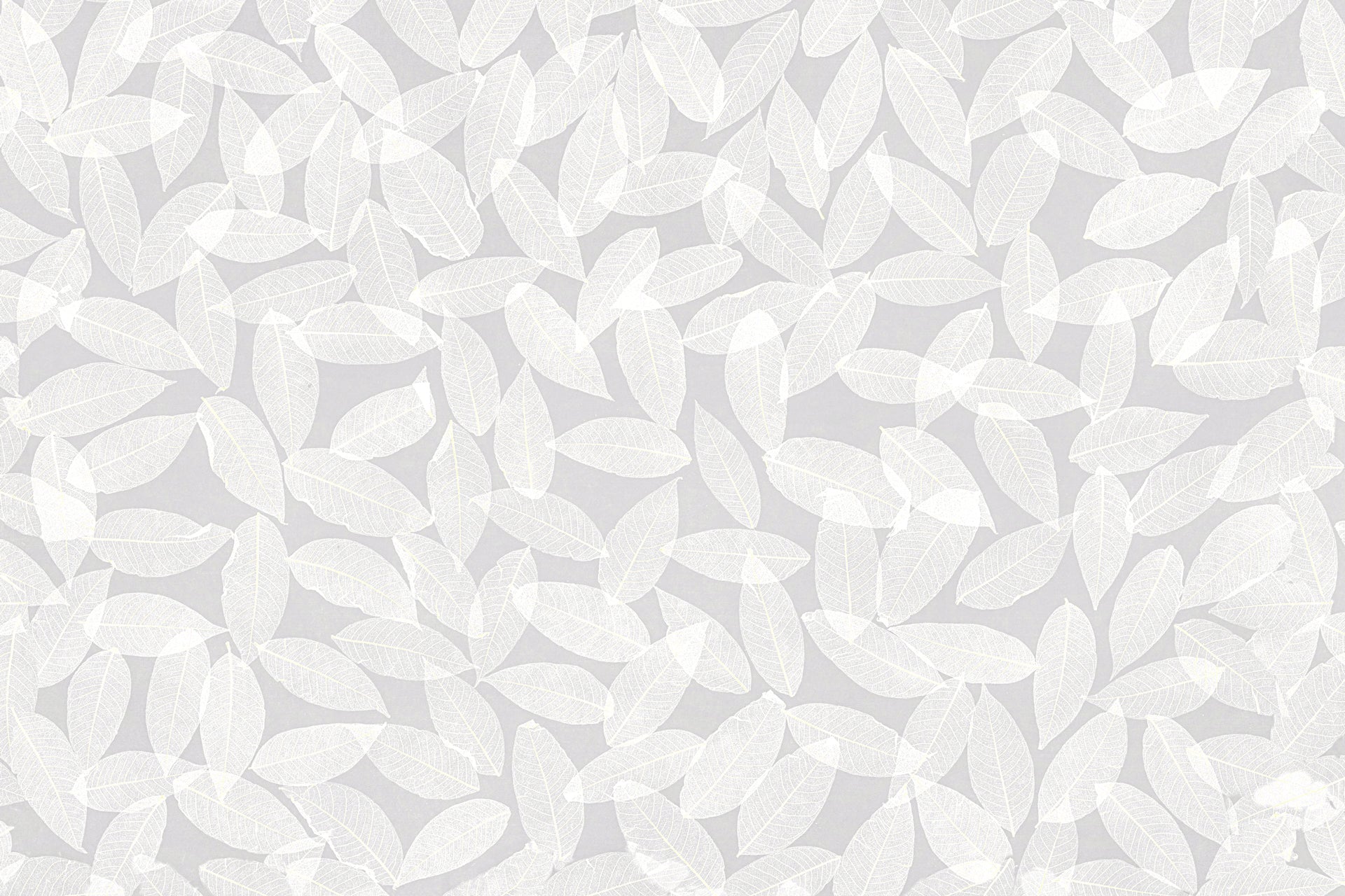 ORGANOID - SKELETON LEAVES MEDIUM